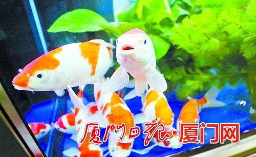 三大展亮點(diǎn)搶先看 一年一度國際海洋周6日登場(圖2)
